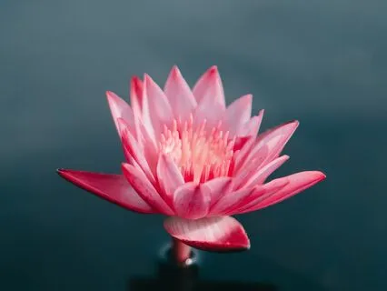 気づきの呼吸法　無選択の気づき（呼吸・身体・音・思考/赤ちゃんのガイドを含む）2023July