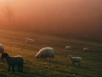 眠れない夜に：羊が1匹、羊が2匹