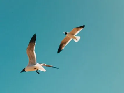 Метта принятия себя любым