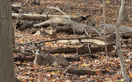 01 Calming Grounding Didgeridoo Mediation (Full Length)