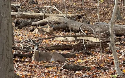 01 Calming Grounding Didgeridoo Mediation (Half Length)
