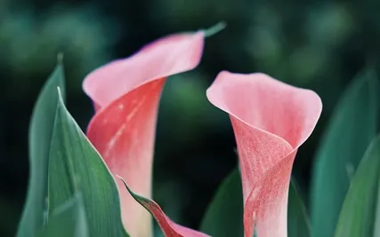 01.02 Happiness-1 What Is Initiation To Mindfulness