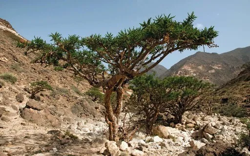 01 ReConnect With Yourself: Plant-Guided Journey To Keter