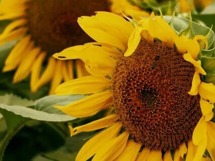 01 - The Art of Allowing  | Law of Attraction Music Series