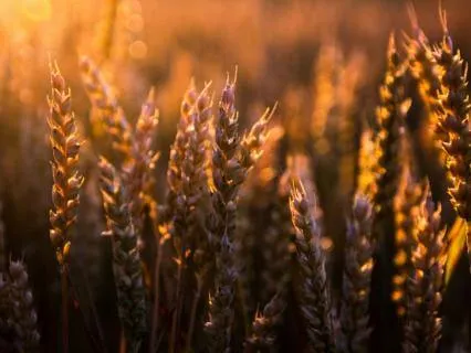 01 The Parables Of Jesus (A Guided Contemplation)
