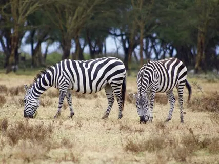 015 - Your Daily Presence