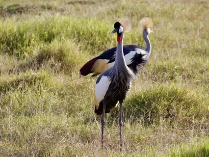 017 - Your Daily Presence