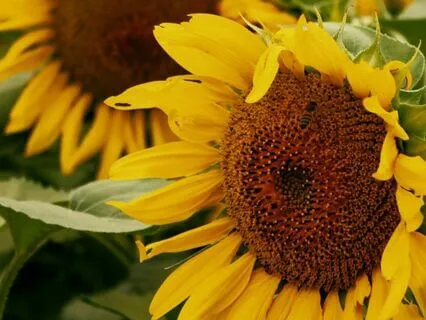 02 - Attunement  | Law Of Attraction Music Series