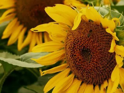 03 - Affirmation | Law Of Attraction Music Series