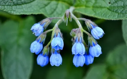 03 Re-Connect With Yourself: Plant-Guided Journey To Binah