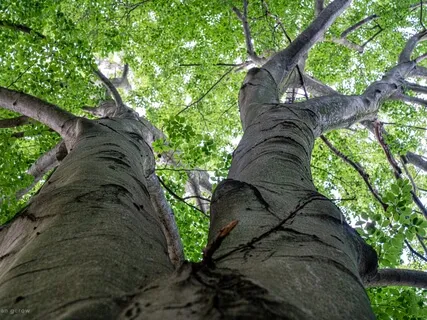 02 ReConnect With Yourself: Plant-Guided Journey To Chokmah