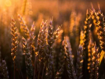 03 The Parables Of Jesus (A Guided Contemplation)