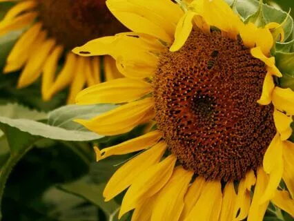 04 - Alignment  | Law Of Attraction Music Series