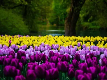 04 ReConnect With Yourself: Plant-Guided Journey To Chesed