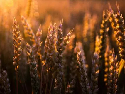 04 The Parables Of Jesus (A Guided Contemplation)