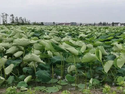 80|18 Replacement Soundscapes : Summer : Night