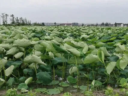 80|20 Replacement Soundscapes : Summer : Night