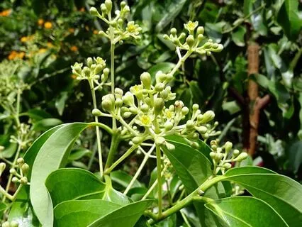 05 ReConnect With Yourself: Plant-Guided Journey To Geburah