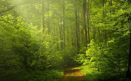 05 The Face Of An Angel