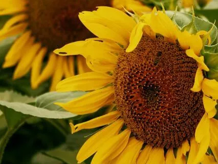 06 - Retune To Abundance | Law Of Attraction Music Series