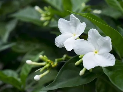 06 ReConnect With Yourself: Plant-Guided Journey To Tipheret