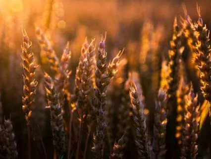 06 The Parables Of Jesus (A Guided Contemplation)