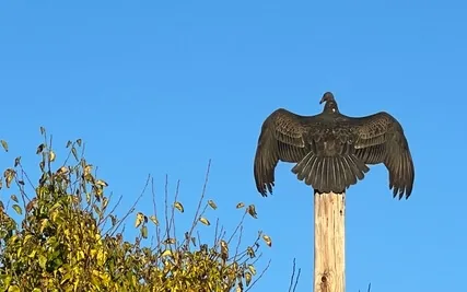 06 Visualize & Manifest Didgeridoo Meditation (Full Length)