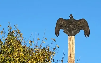 06 Visualize & Manifest Didgeridoo Meditation (Half Length)