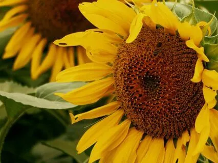 07 - Elevating Beliefs | Law Of Attraction Music Series