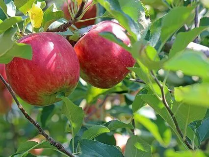 07 ReConnect With Yourself: Plant-Guided Journey To Netzah