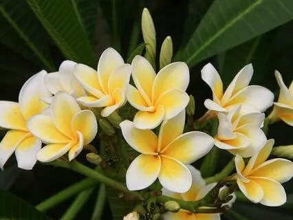 08 ReConnect With Yourself: Plant-Guided Journey To Hod