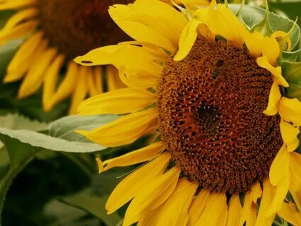 08 - The Breath Of Life | Law Of Attraction Music Series