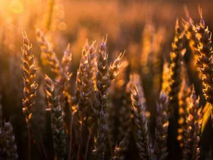 08 The Parables Of Jesus (A Guided Contemplation)