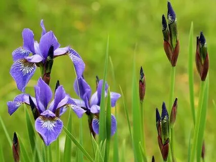 09 ReConnect With Yourself: Plant-Guided Journey To Yesod