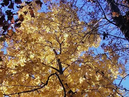 1 - Body Scan 20 Min