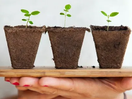 1/11 New Moon (No Music)