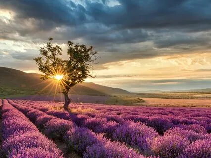 1 Hour Crystal Harp Sound Bath: Peaceful Rest