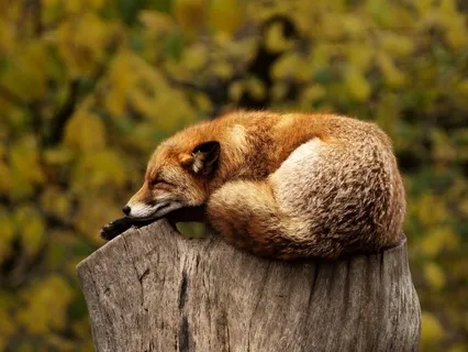 1 Hour Deep Sleep Music 432 Hz