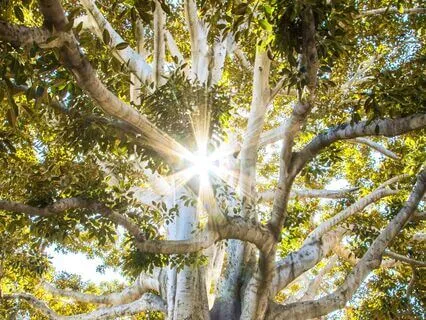 1-Hour Heart Chakra Sound Bath