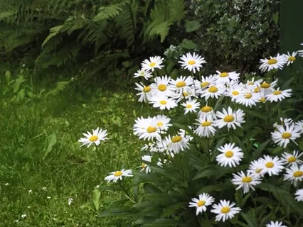 Ambient Piano Music For Relaxation – Dance Of The Daisies