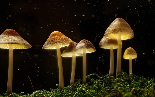 1 Hour Of Ambient Sounds Of The Forest With Piano Music