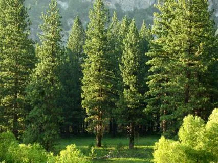 1 Hour Of Deep Sleep Healing