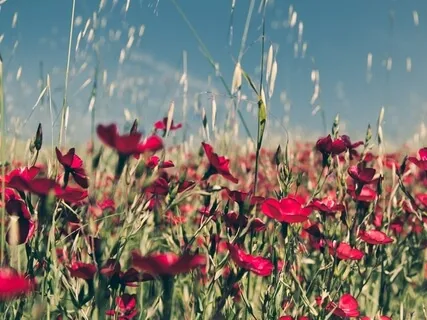 1-Hour Of Relaxation Chimes, Crickets & Gentle Rain