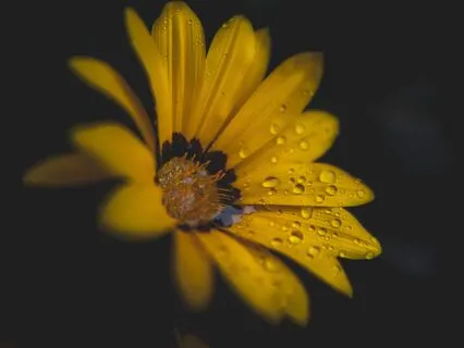 1-Hour Of Relaxation With Koshi Earth Chimes & Rain 432Hz