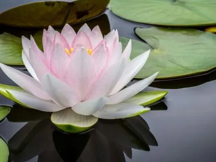 1 Hour Reiki Sleep Healing Meditation