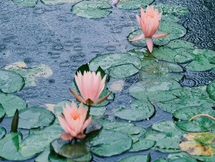 1 Hour Yoga Nidra: Ambient Rain For Bedtime Rumination