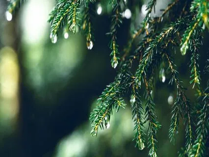 1 Hour Yoga Nidra For Bedtime Anxiety With Rain & Thunder