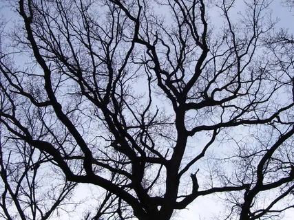 One Life With Millions Of Purposes