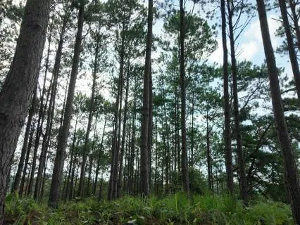 1 Min. Mindful Walk Through Pine Trees (Vietnam)