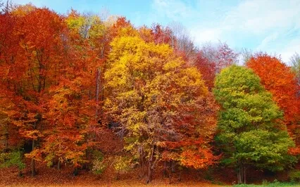 1 Minute Affirmations To Give Thanks